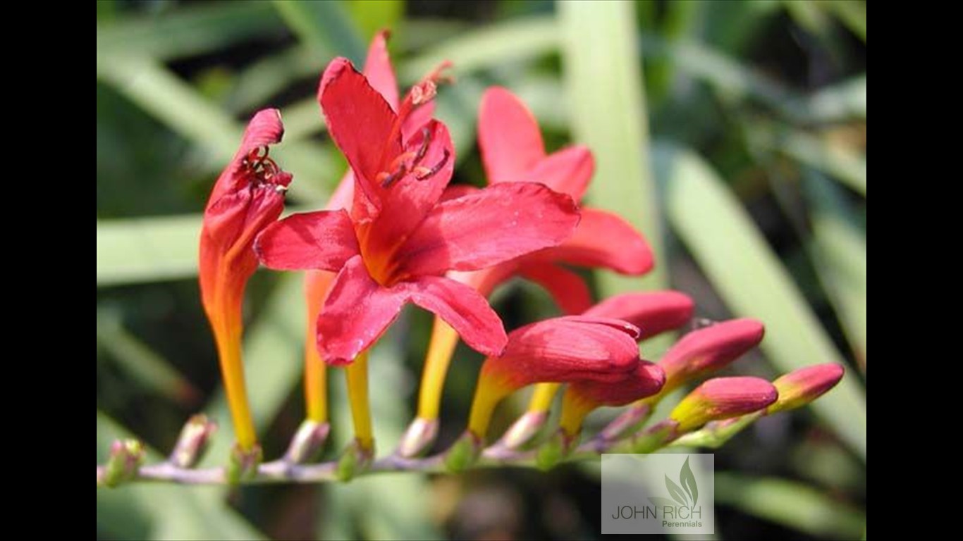 Crocosmia 'Emberglow'