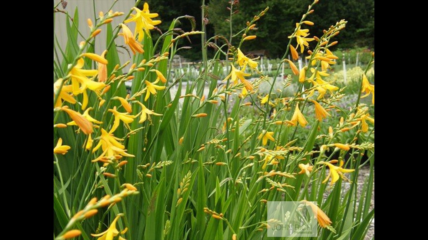 Crocosmia 'George Davidson'