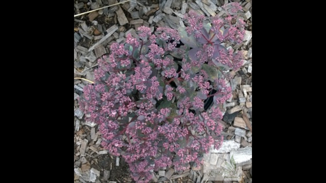 Sedum 'Sunsparkler Dazzleberry'