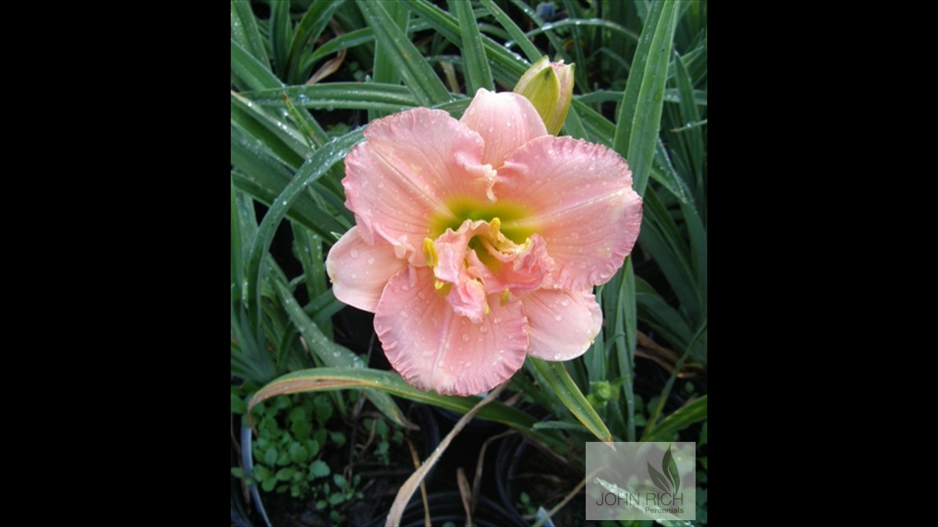 Hemerocallis 'Siloam Dbl Classic'