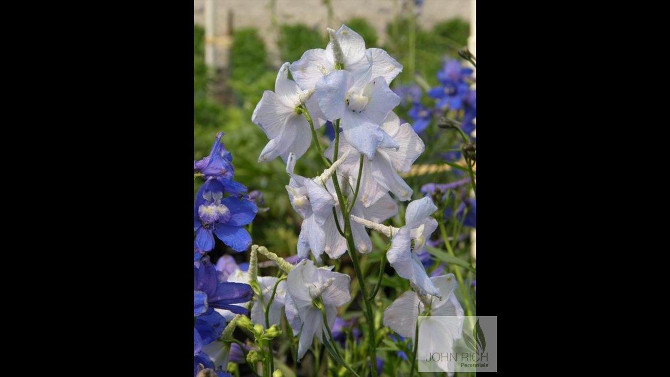 Delphinium 'Connectcut Yankee'