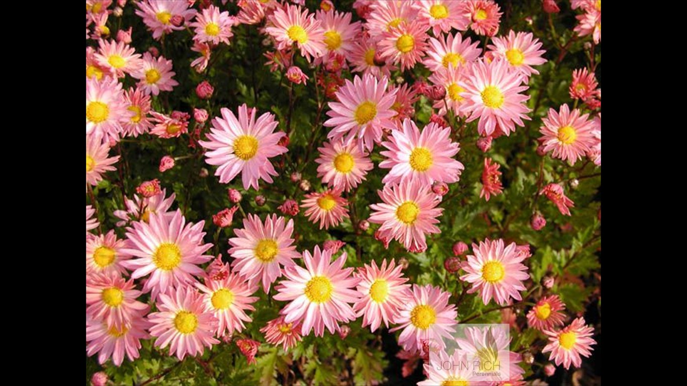 Chrysanthemum zwadski i'Samba'