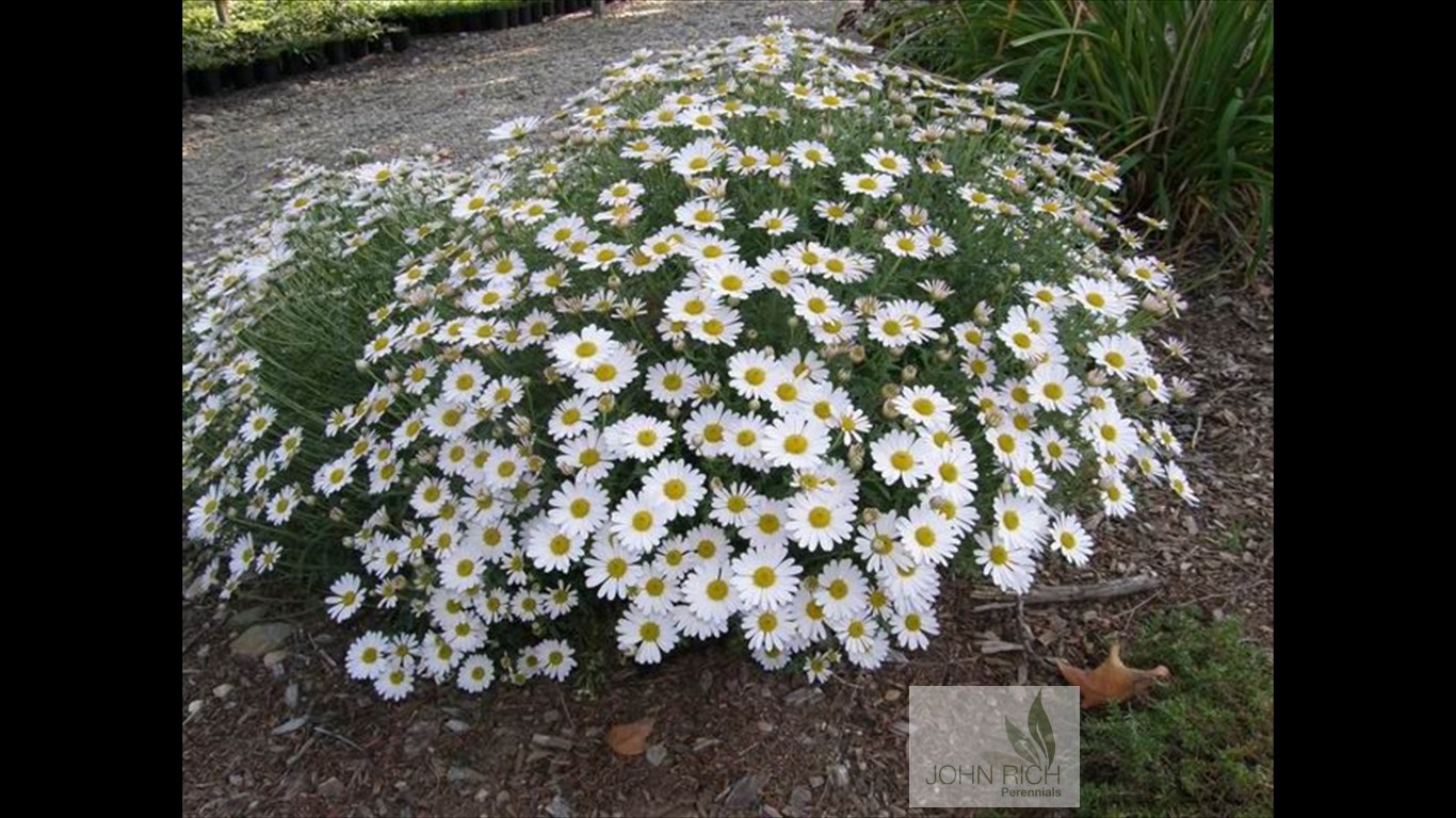 Chrysanthemum zwadskii 'Snow Princess'