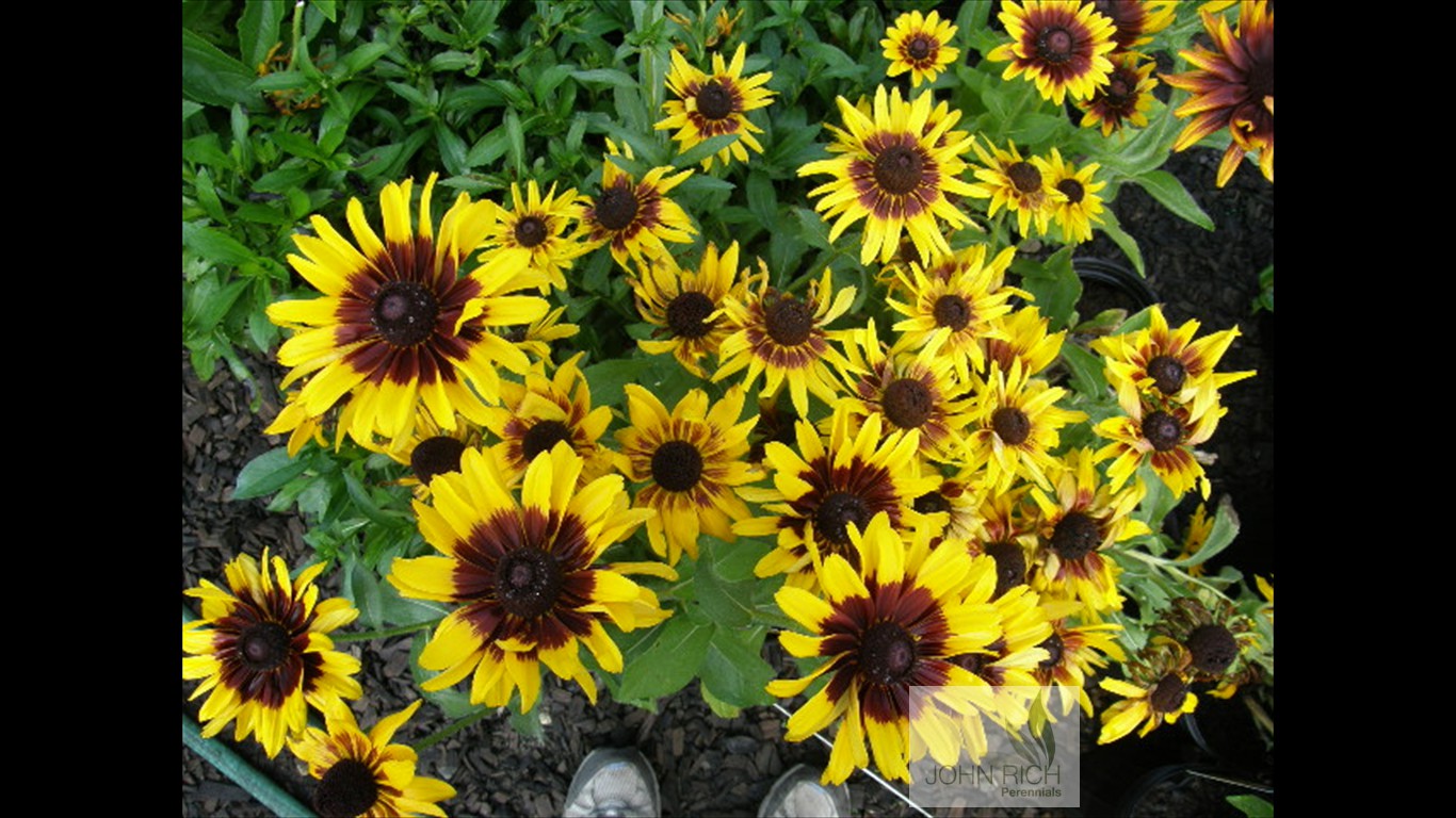 Rudbeckia hirta 'Denver Daisy'