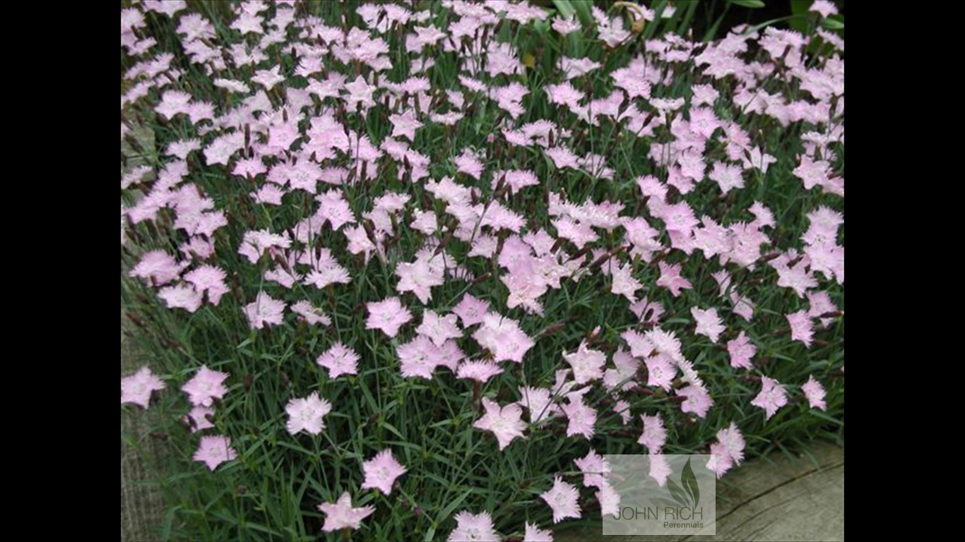 Dianthus 'Baths Pink'