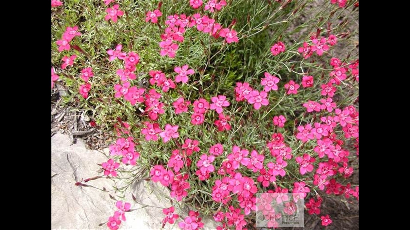 Dianthus deltodiodes 'Brilliant'