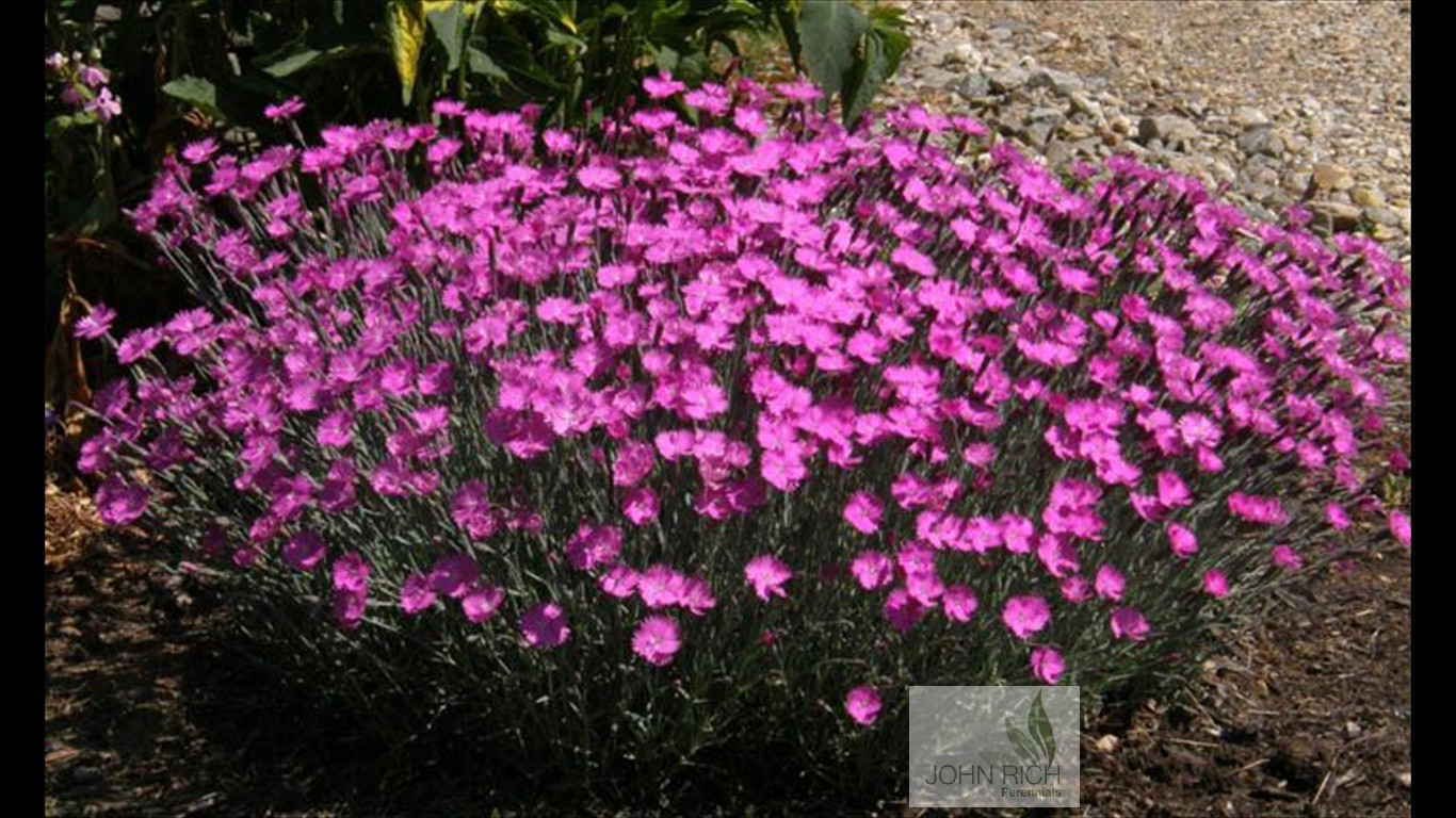 Dianthus gratianopolotanus 'Firewitch'