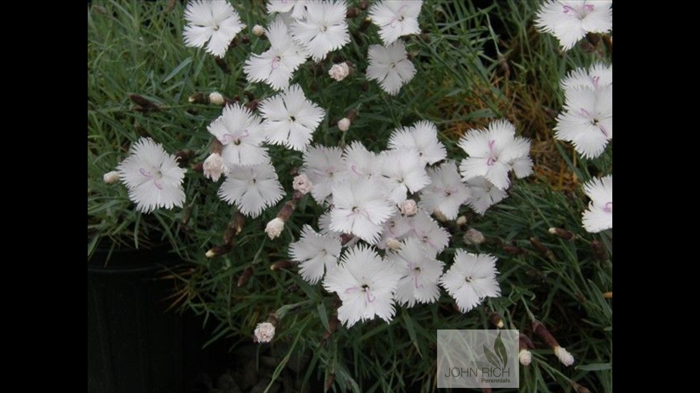 Dianthus 'Greystone'