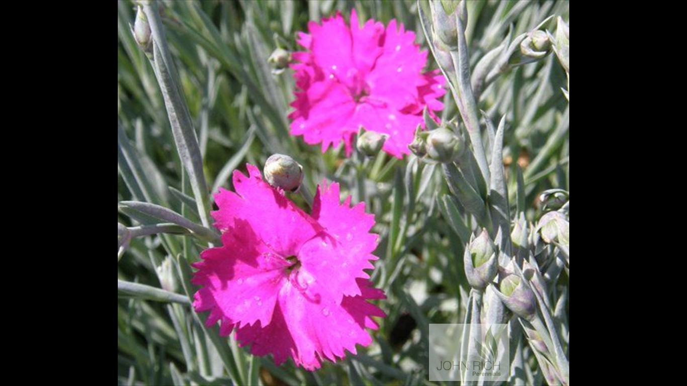 Dianthus 'Neon Star'