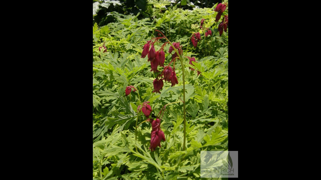 Dicentra 'Bacchanal'