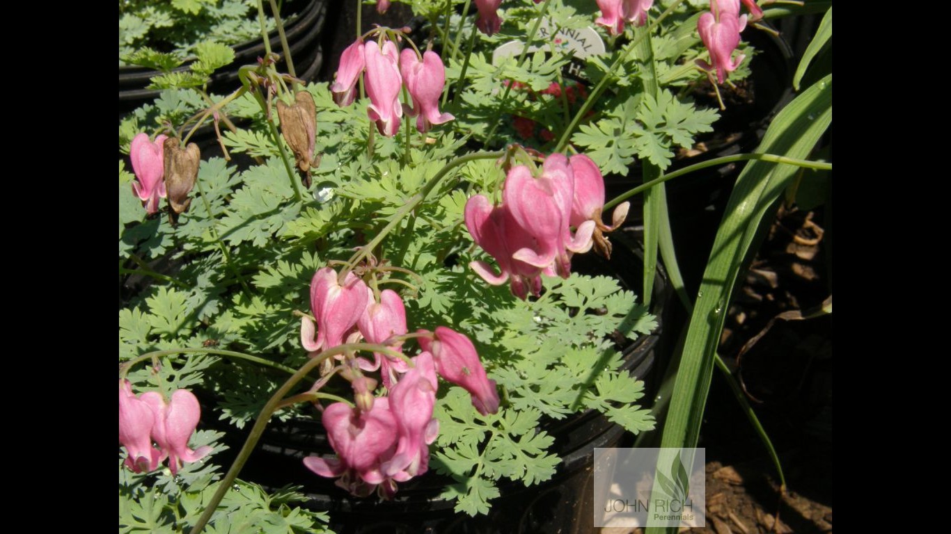 Dicentra 'King of Hearts'