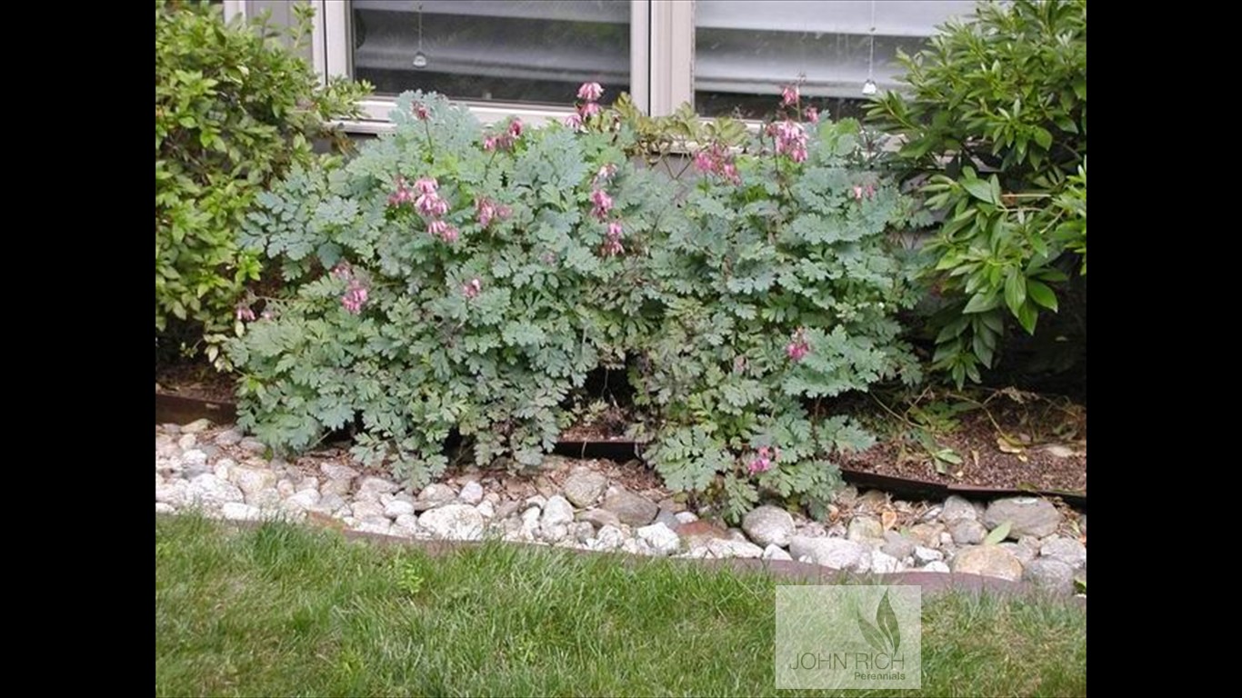 Dicentra 'Luxuriant'