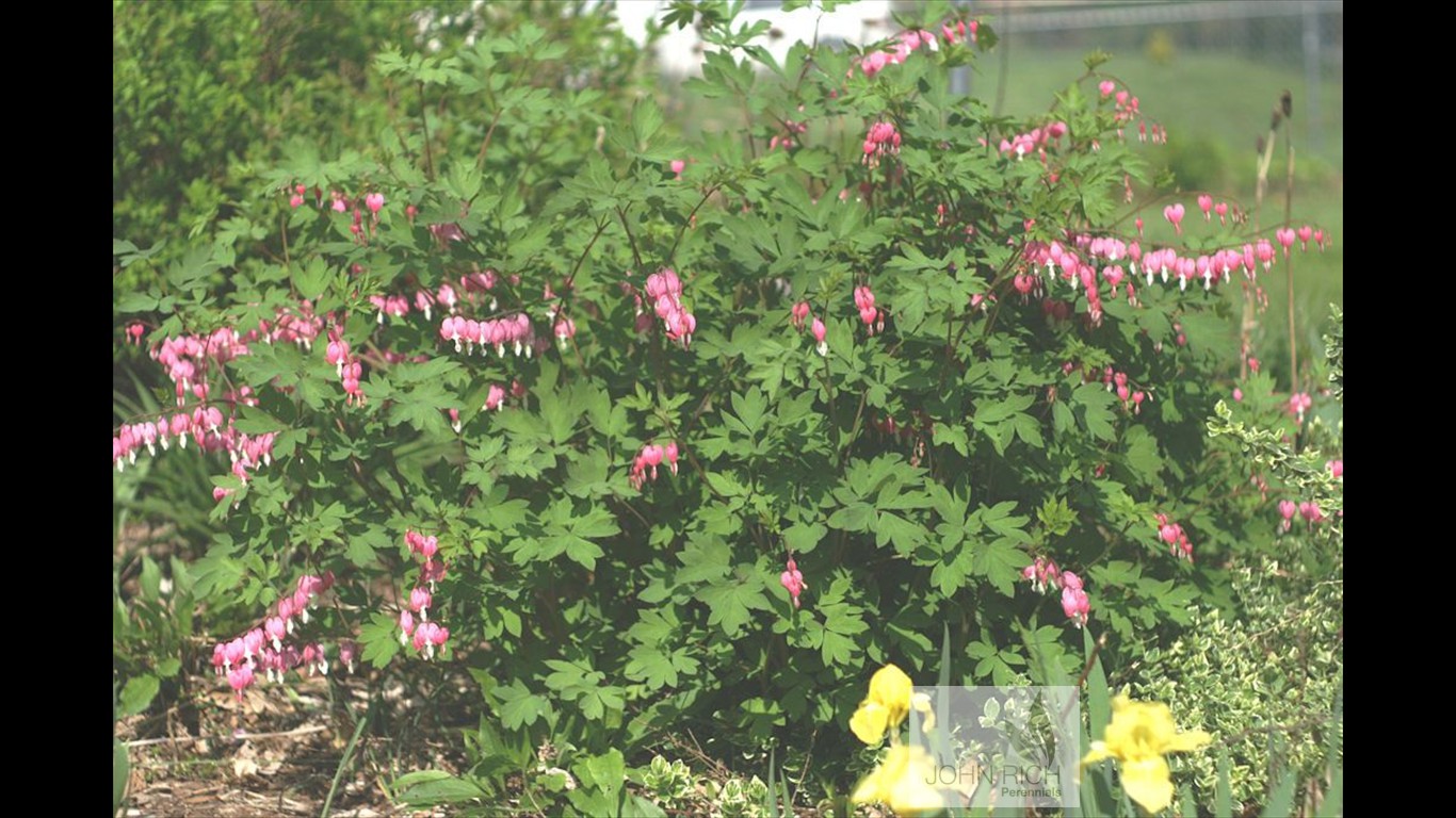 Dicentra spectabilis