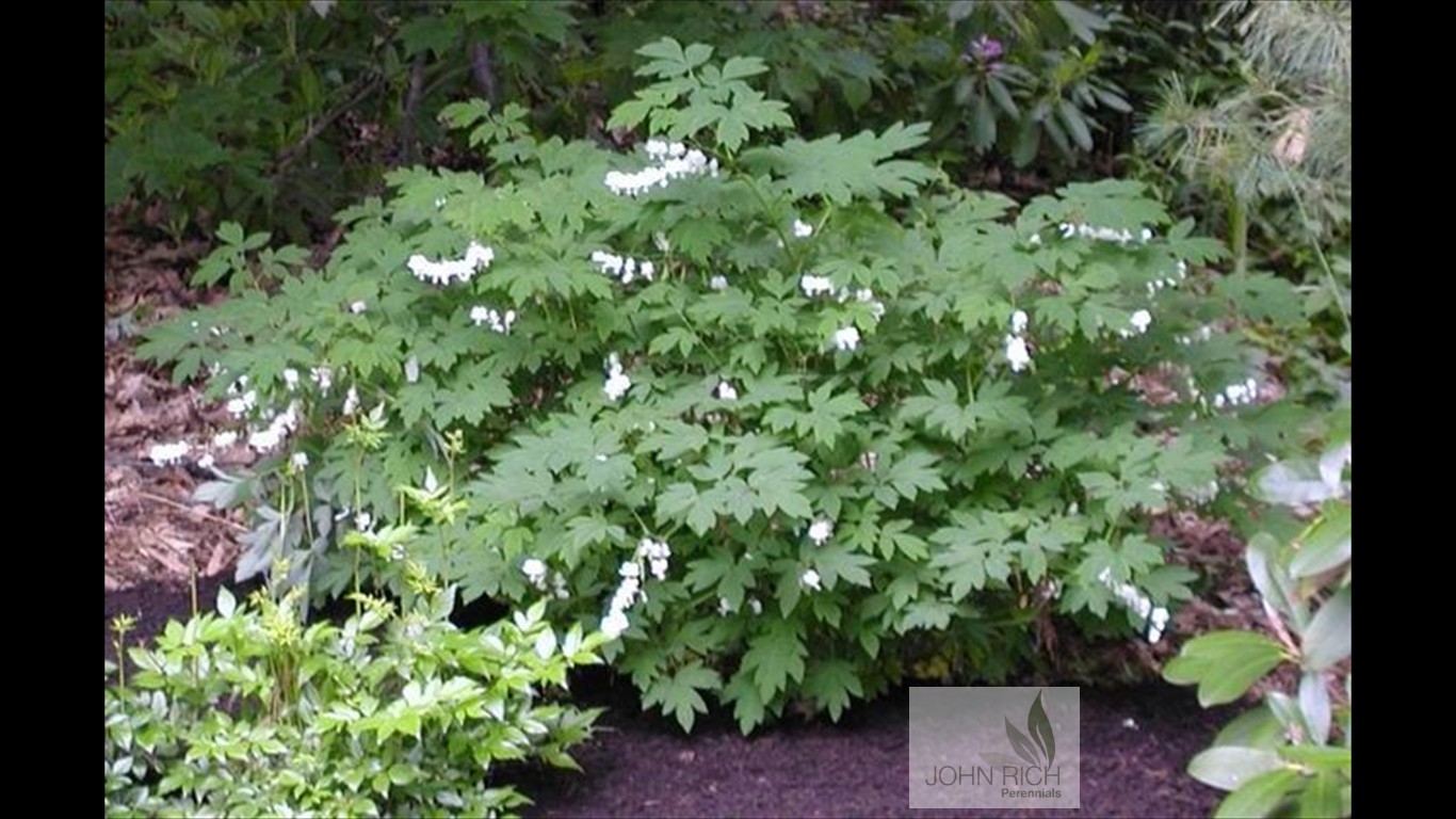  Dicentra spectabilis 'Alba'