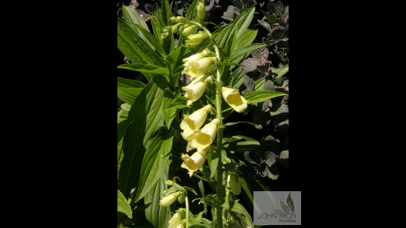 Digitalis grandiflora