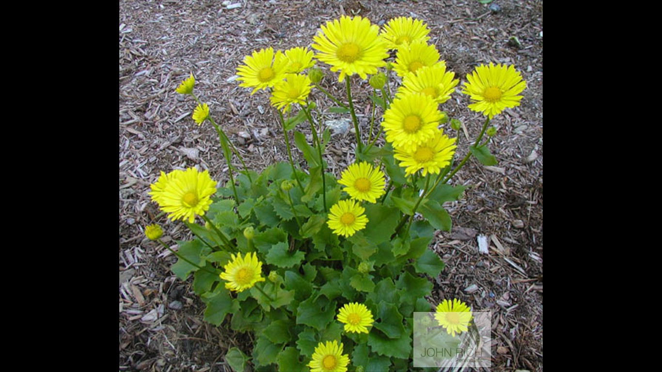 Doronicum orientale 'Little Leo'