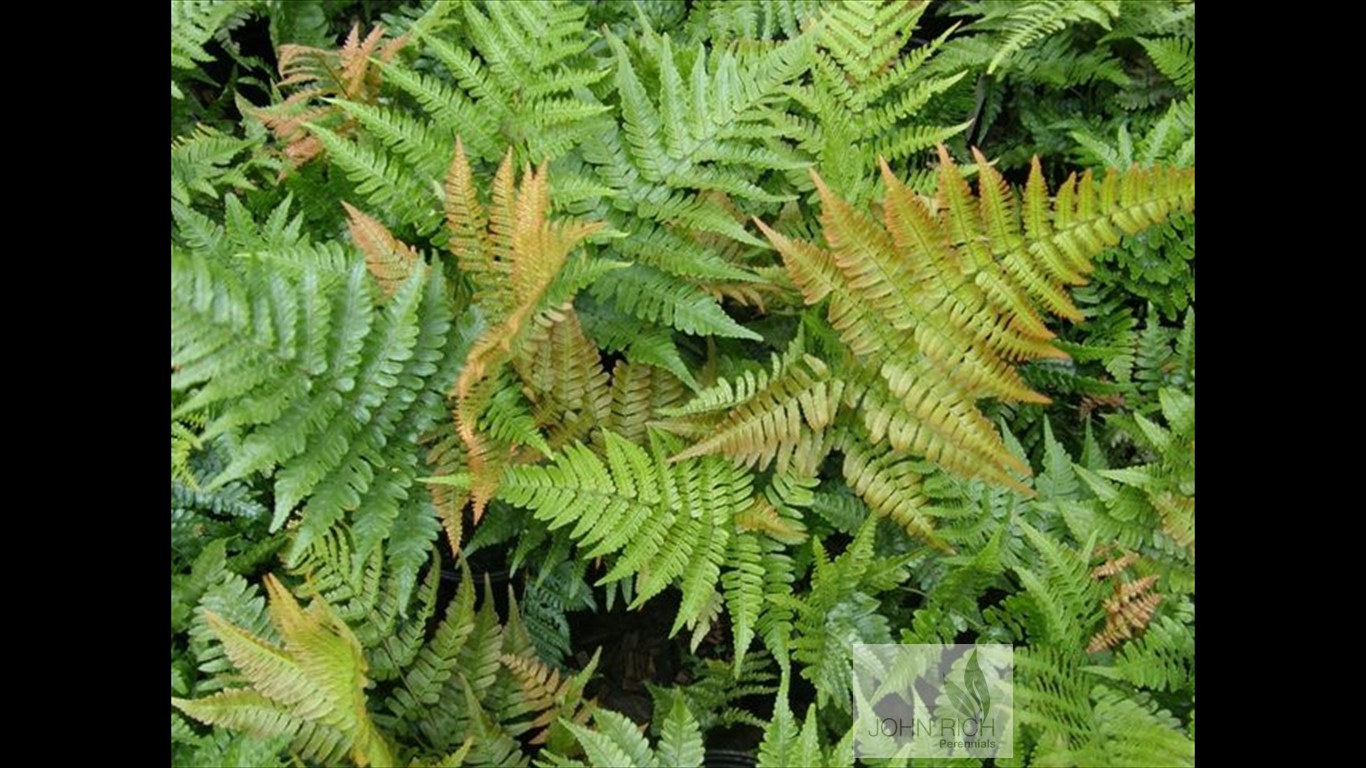 Dryopteris erythrosora