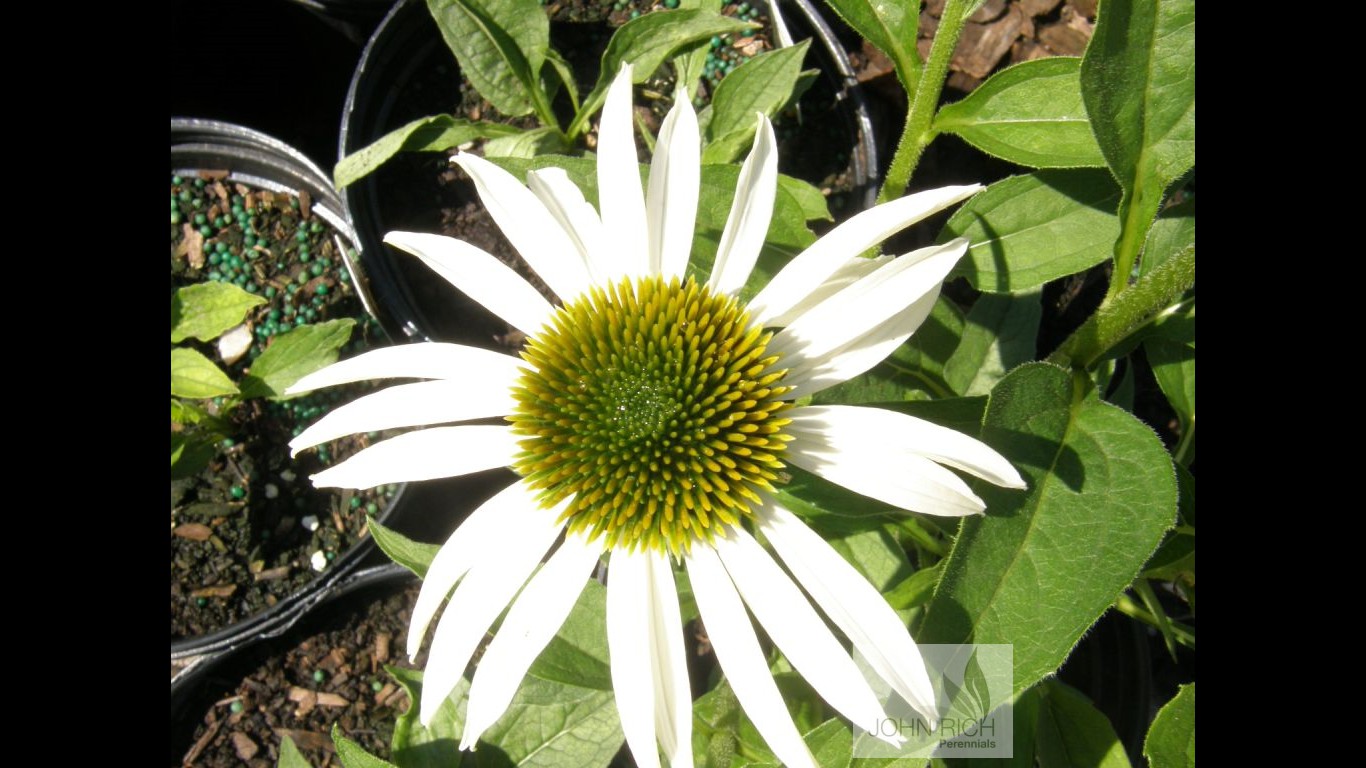 Echinacea 'Cygnet White'