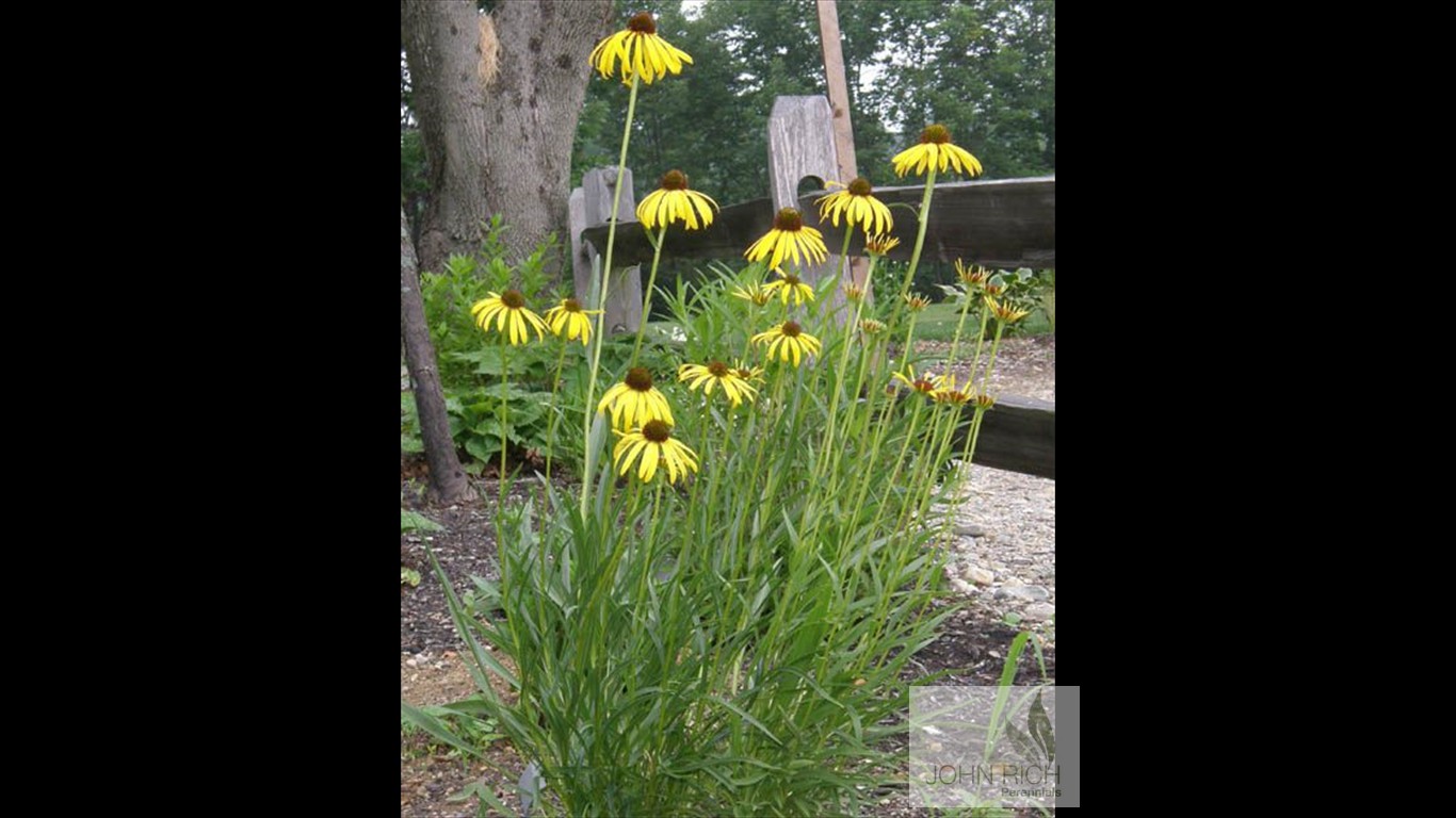 Echinacea paradoxa