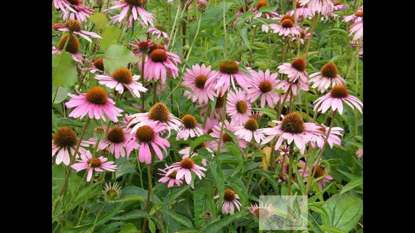 Echinacea purpurea 'Magnus'