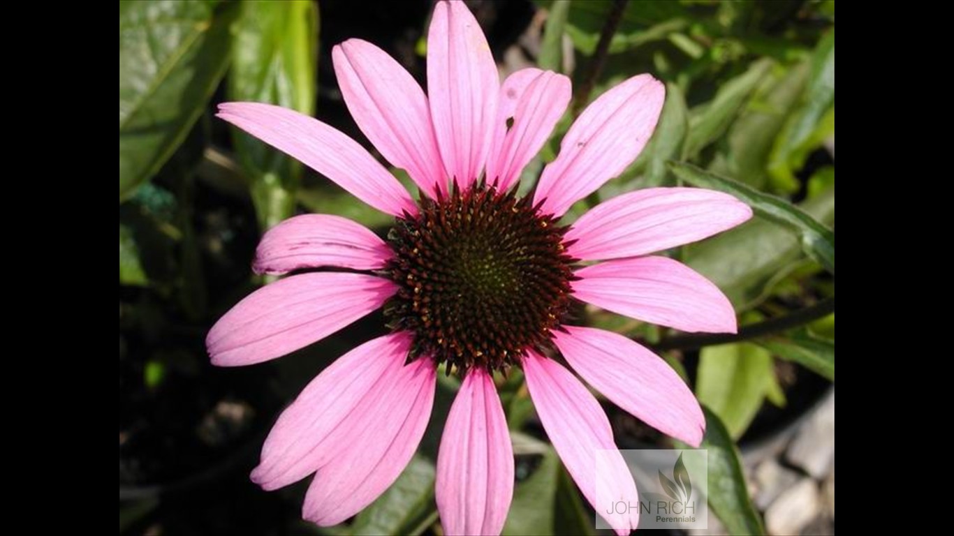 Echinacea purpurea 'Ruby Star'