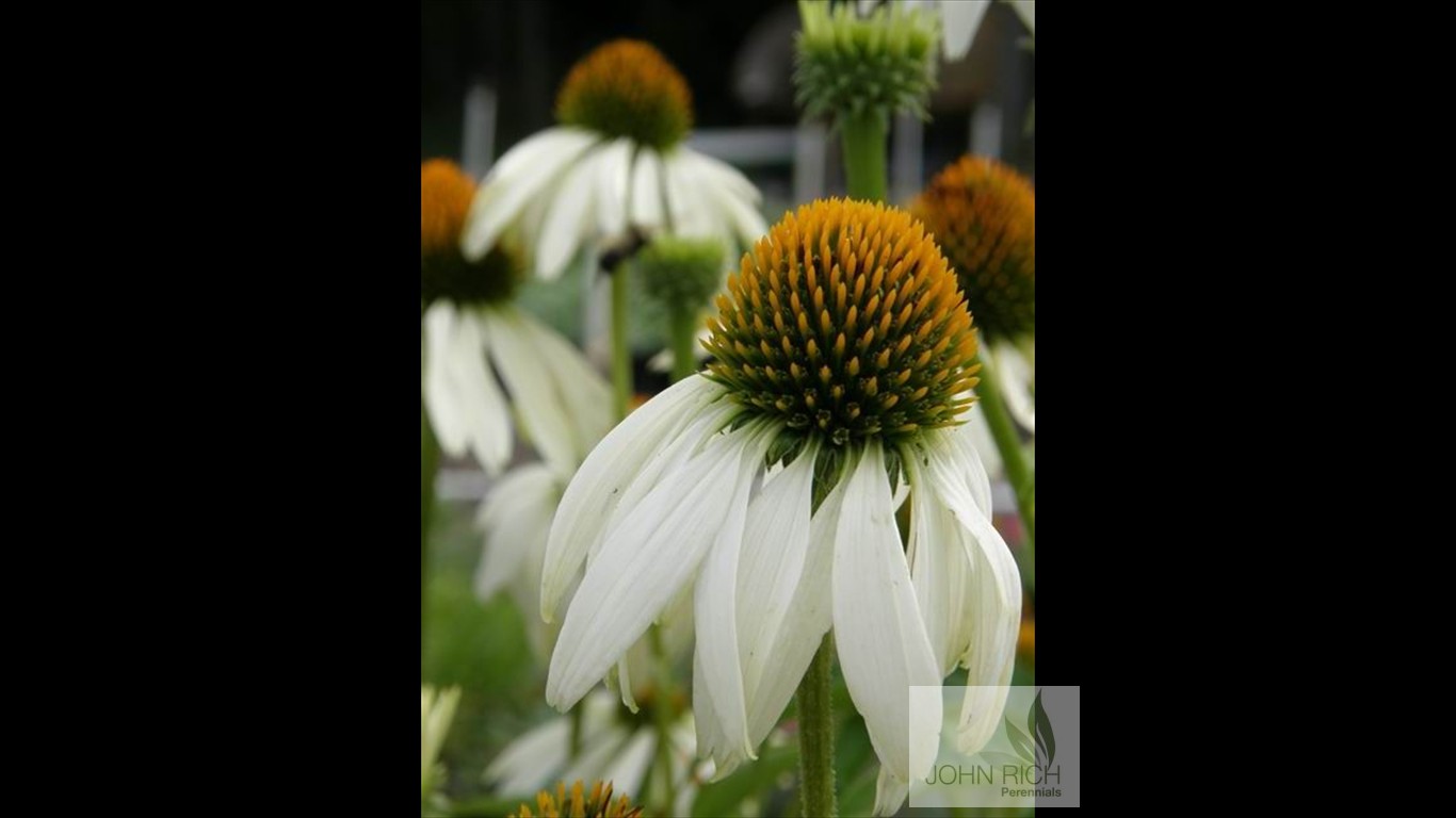 Echinacea purpurea 'White Swan'