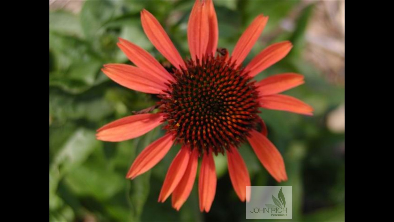 Echinacea 'Sundown'