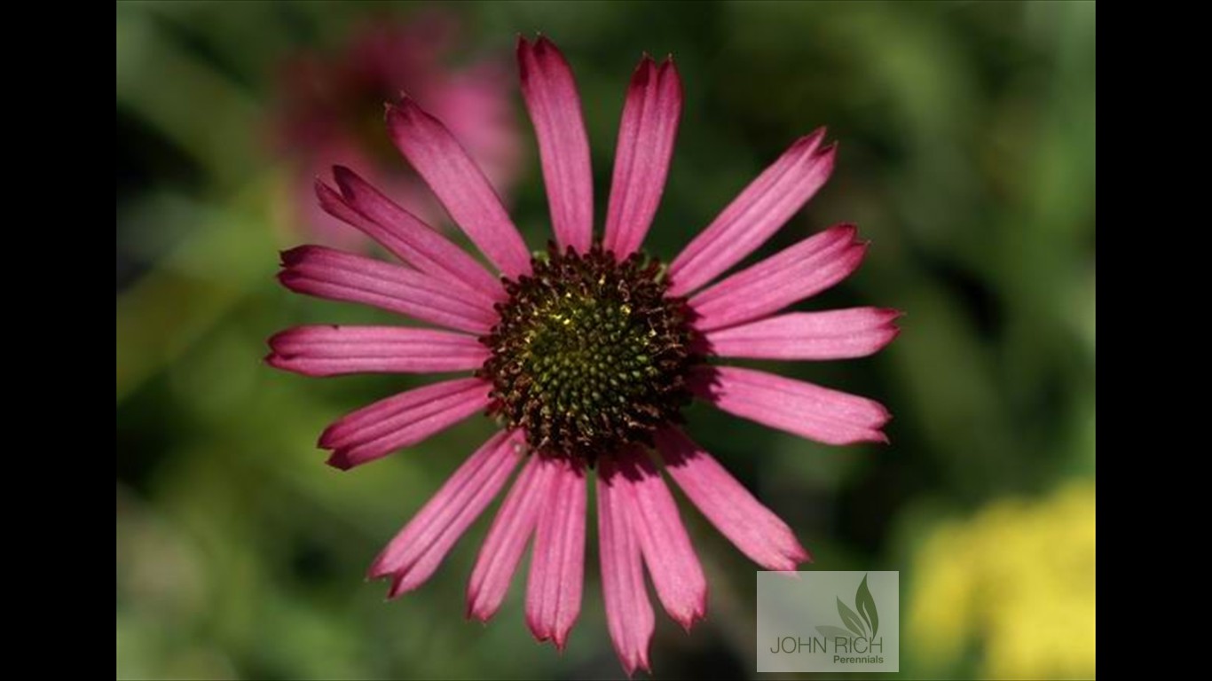 Echinacea tennesennsis 'Rocky Top Hybrid'