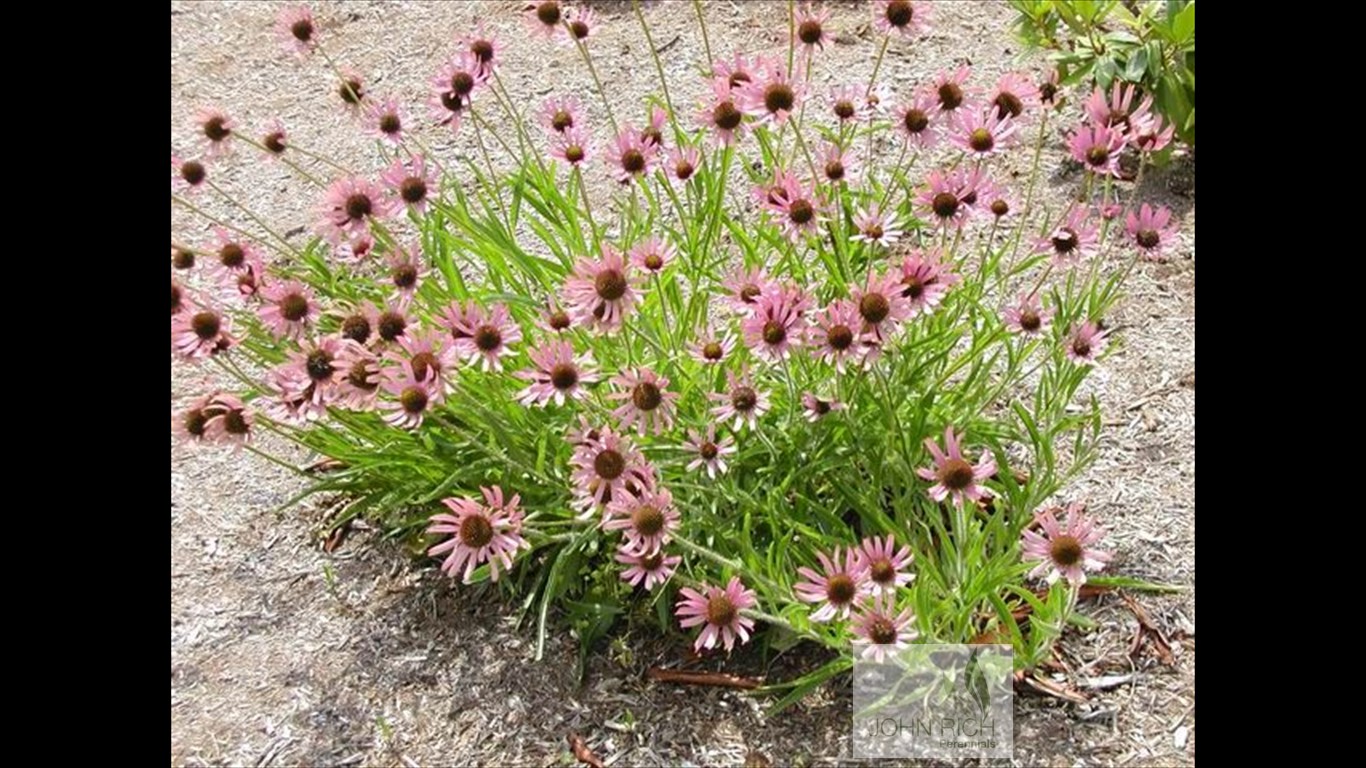 Echinacea tennesseenis 'Rocky Top Hybrid'