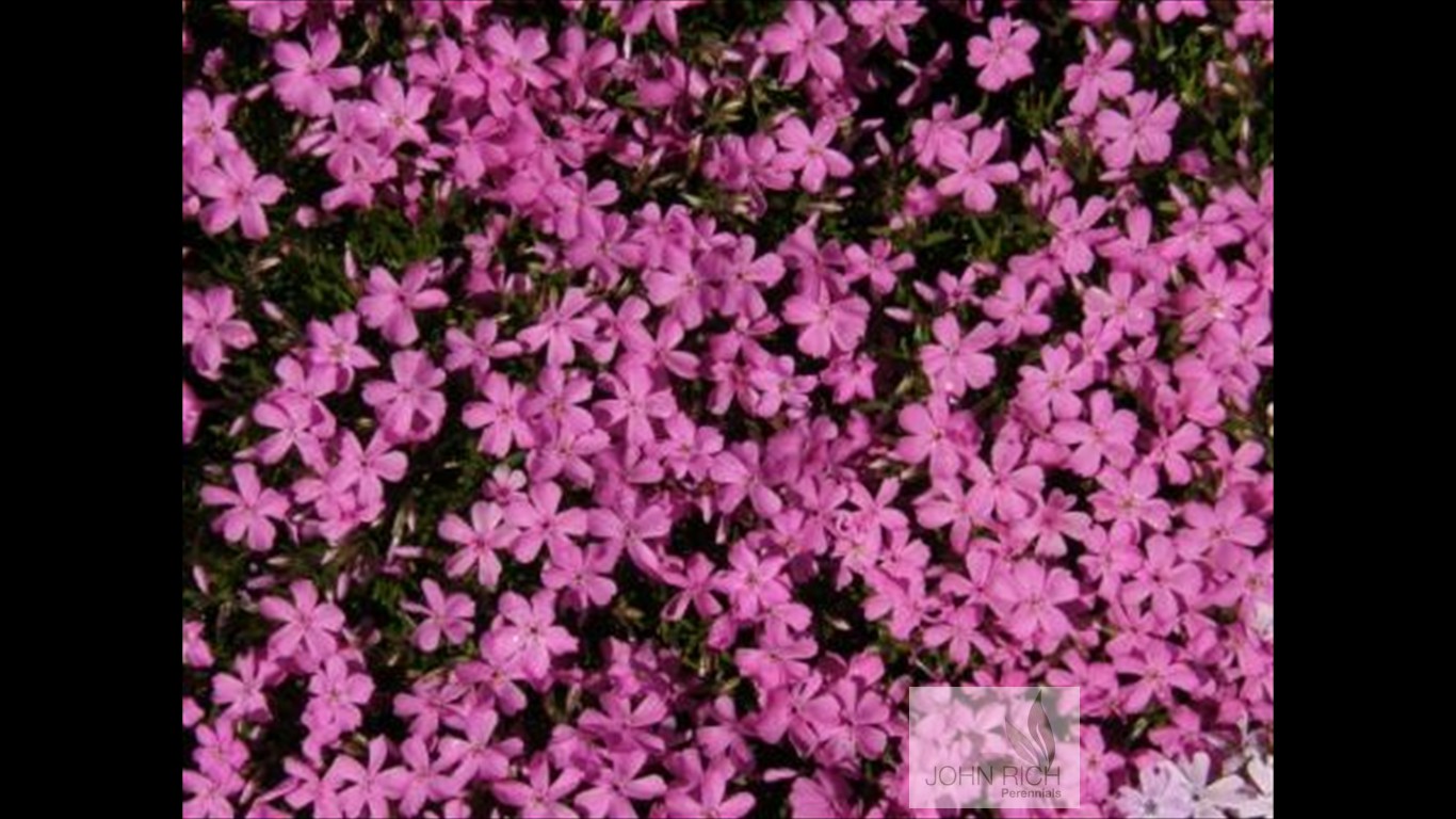 Phlox subulata 'Emerald Pink'