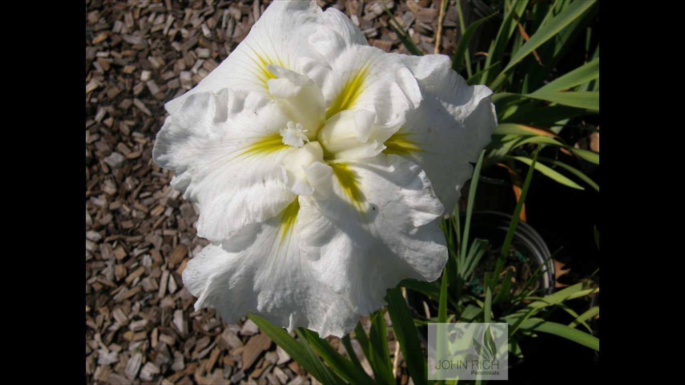 Iris ensata 'Anytus'