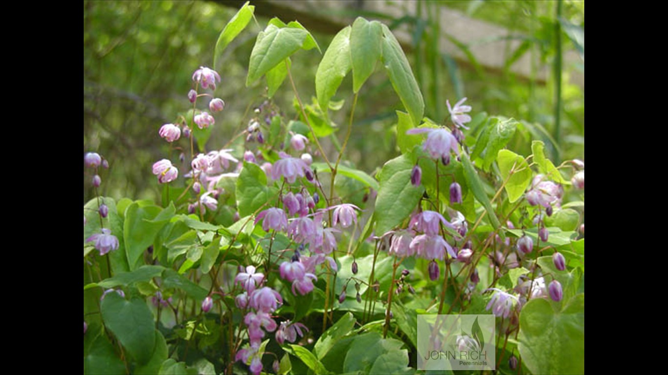 Epimedium grandiflorum