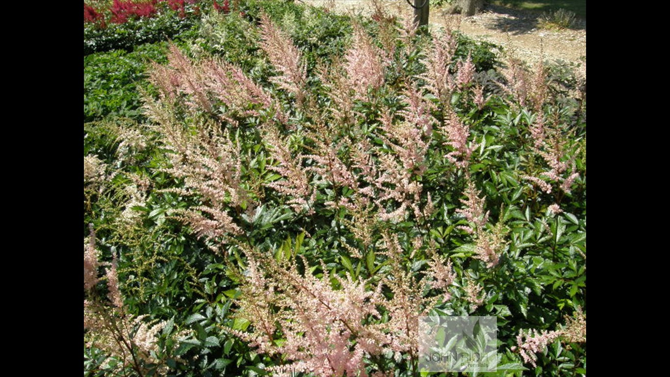 Astilbe arendsii 'Erica'