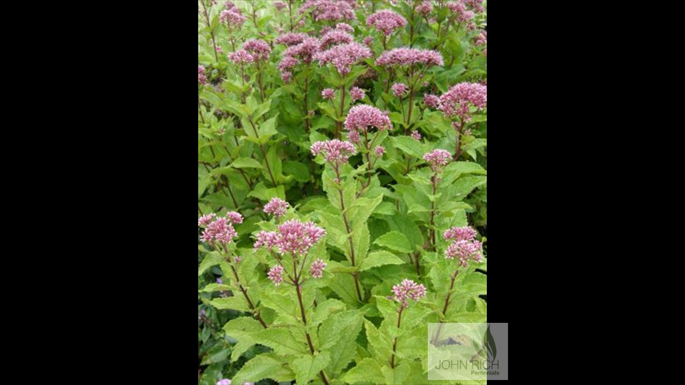 Eupatorium 'Little Joe'