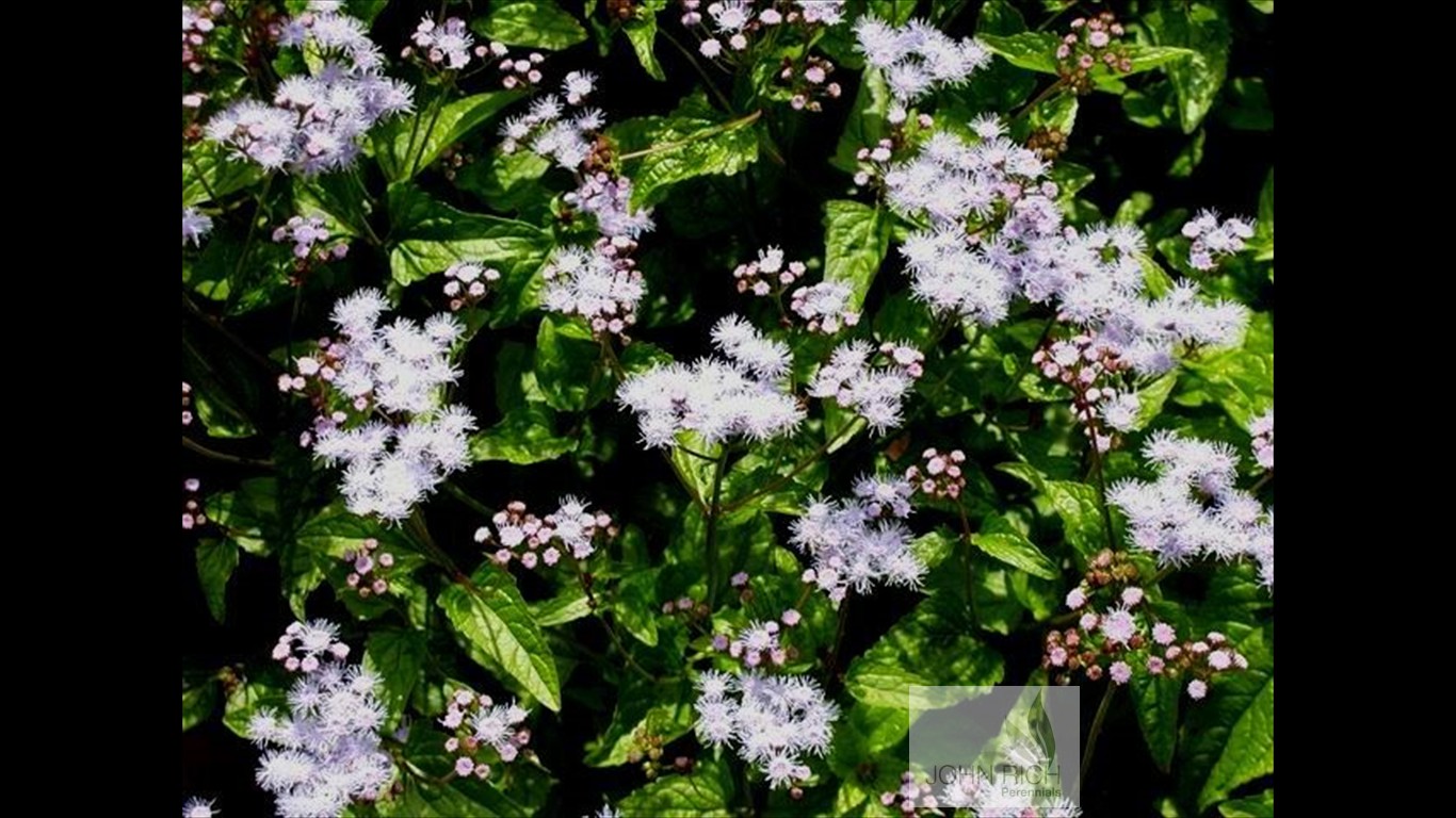 Eupatorium coelestinum 'Cory'