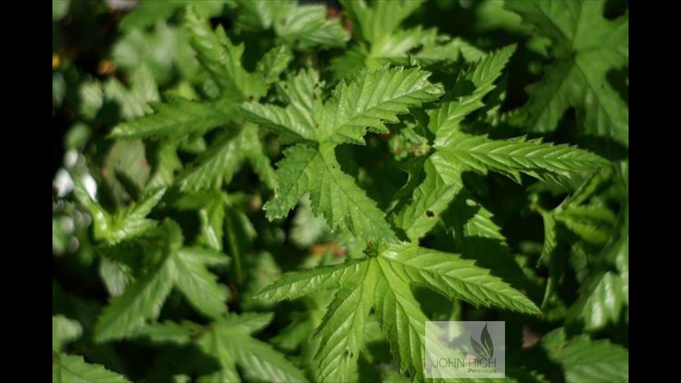 Filipendula purpurea