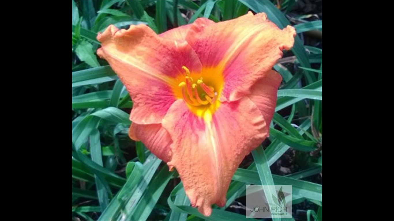 Hemerocallis 'Fire King'