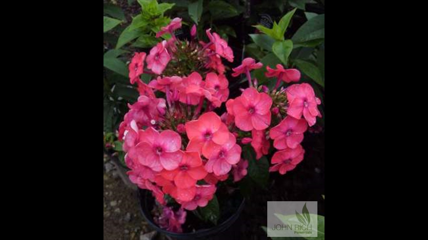 Phlox paniculat 'Flame Coral'