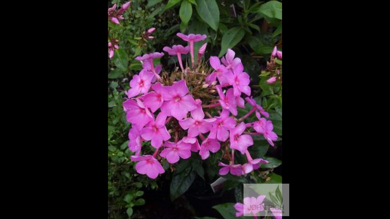 Phlox paniculata 'Flame Pink'