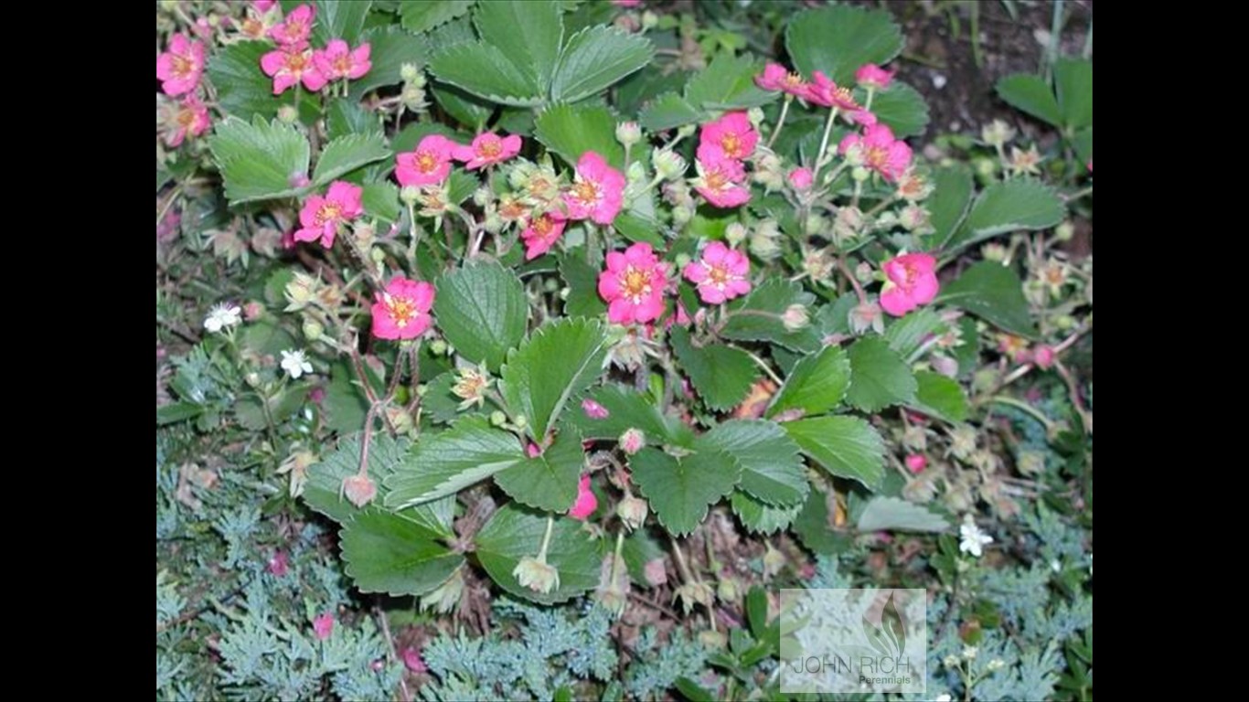 Fragaria 'Lipstick'