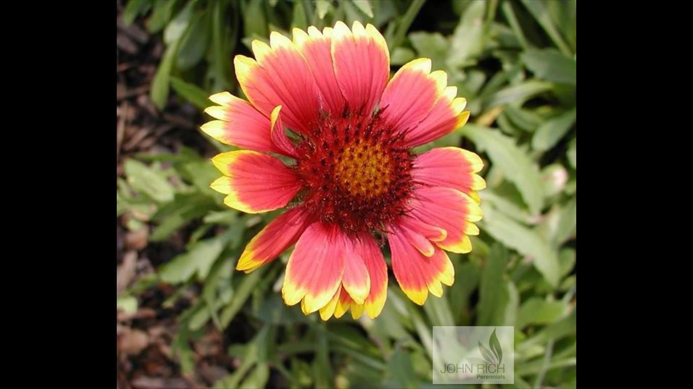 Gaillardia 'Goblin'