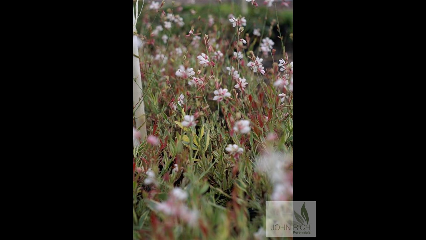 Gaura lindheimeri 'Corries Gold'