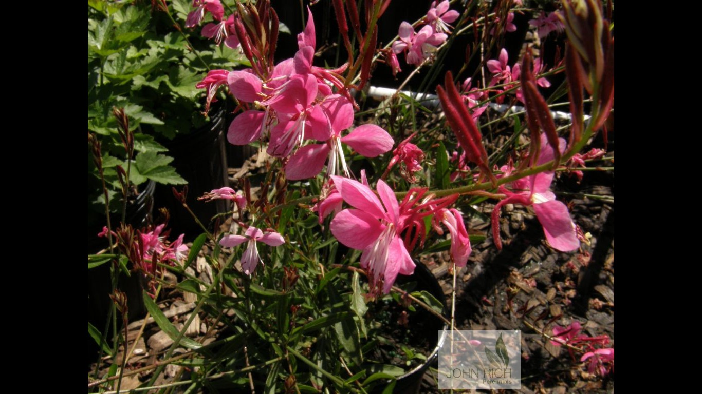 Gaura lindheimeri 'Siskiyou  Pink'