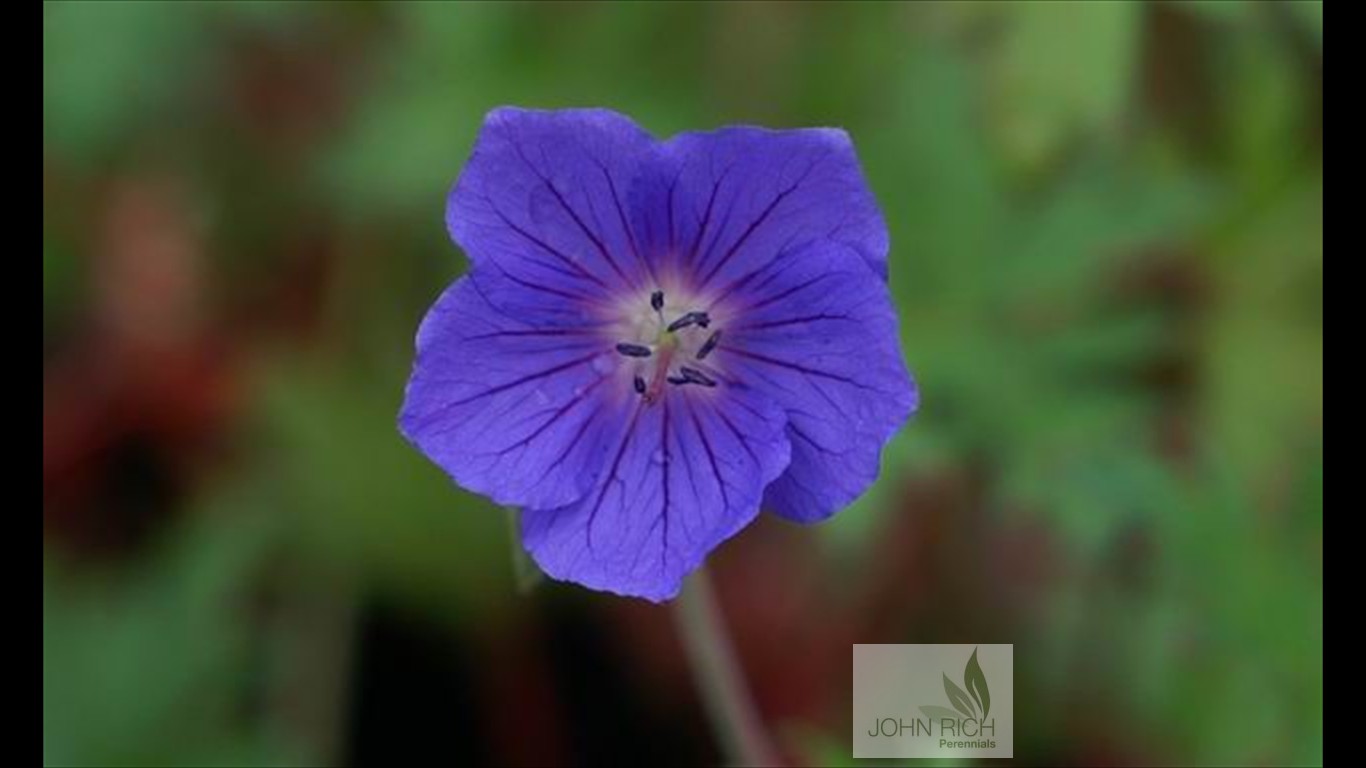 Geranium 'Brookside'