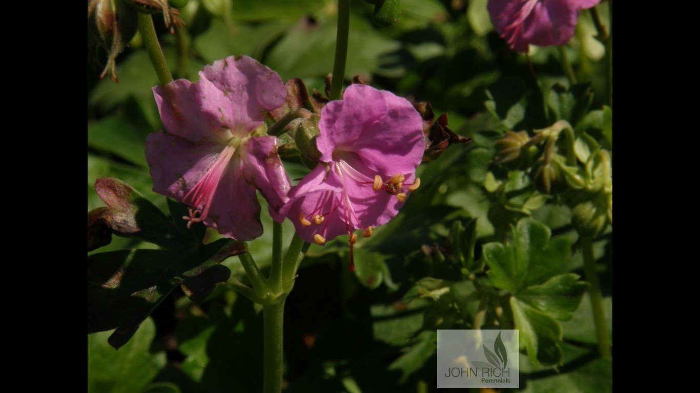 Geranium cantabrigiense 'Berggarten'