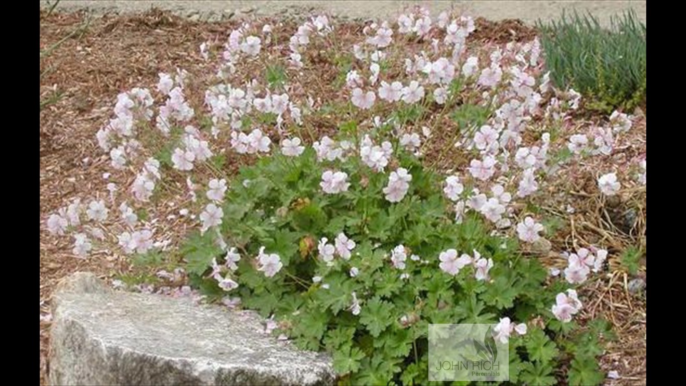 Geranium cantabrigiense 'Biokovo'