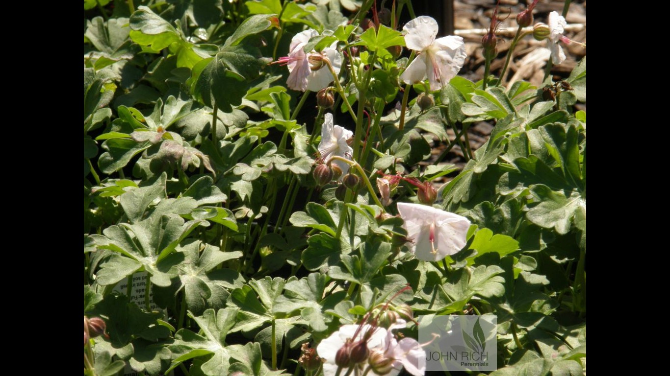 Geranium cantabrigiense 'St Ola'