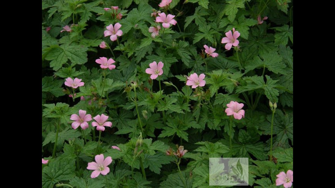 Geranium endressii 'Wargrave Pink'