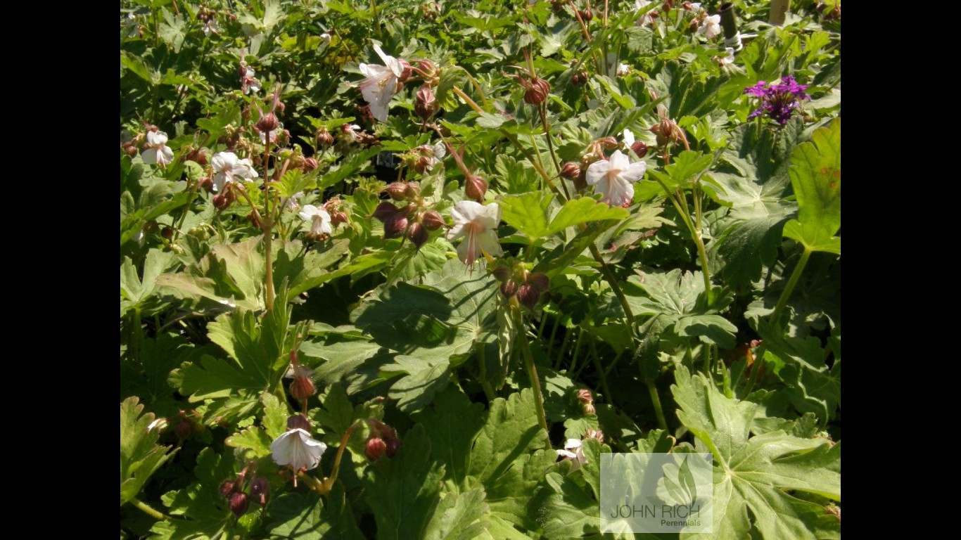 Geranium macrorrhizum 'Album'