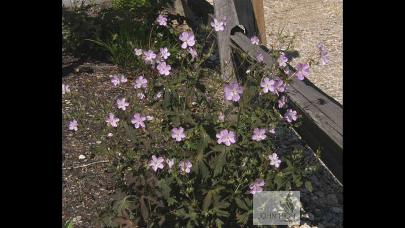 Geranium maculatum 'Espresso'